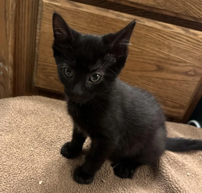 A baby medium-sized male Black Domestic Short Hair cat named Petal for adoption in Port Washington, WI