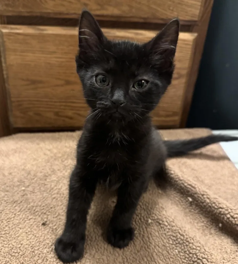 Petal thumbnail 2