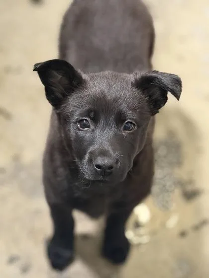 A baby large-sized female German Shepherd Dog dog named Fae for adoption in Sacramento, CA