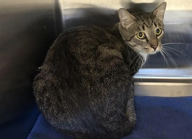 An adult large-sized male Domestic Short Hair cat named A for adoption in Auburn, CA
