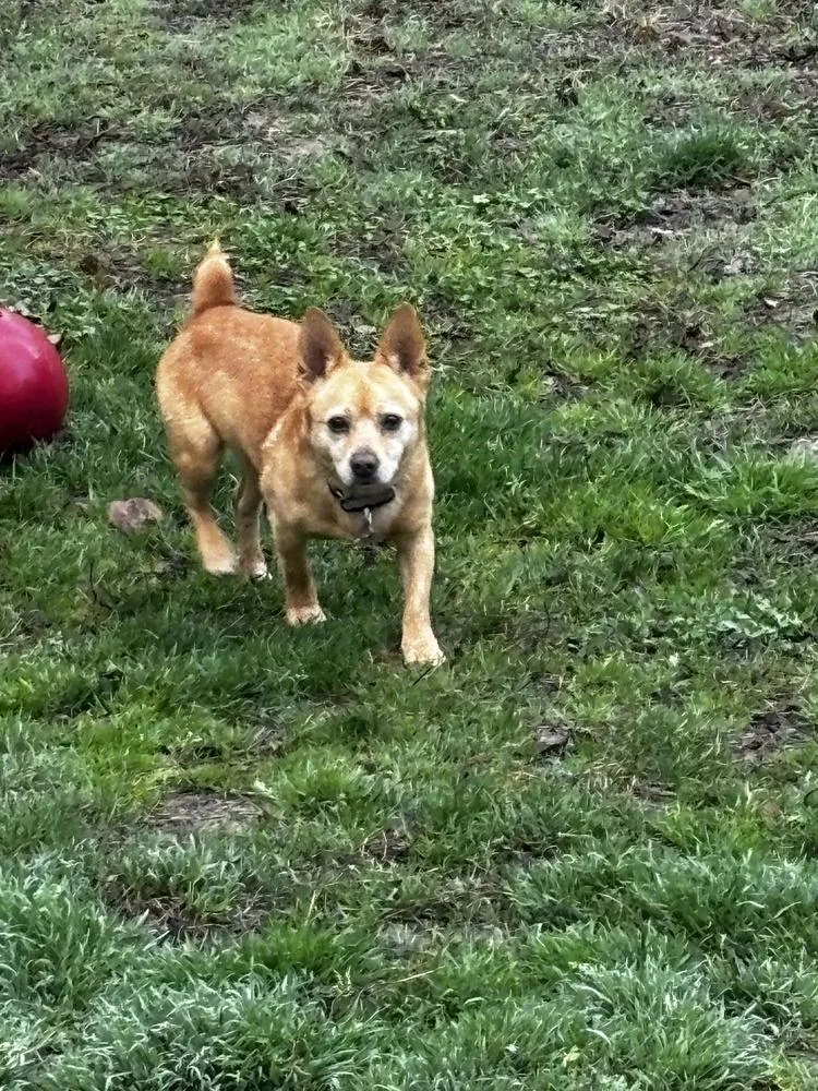 Chimichunga thumbnail 2