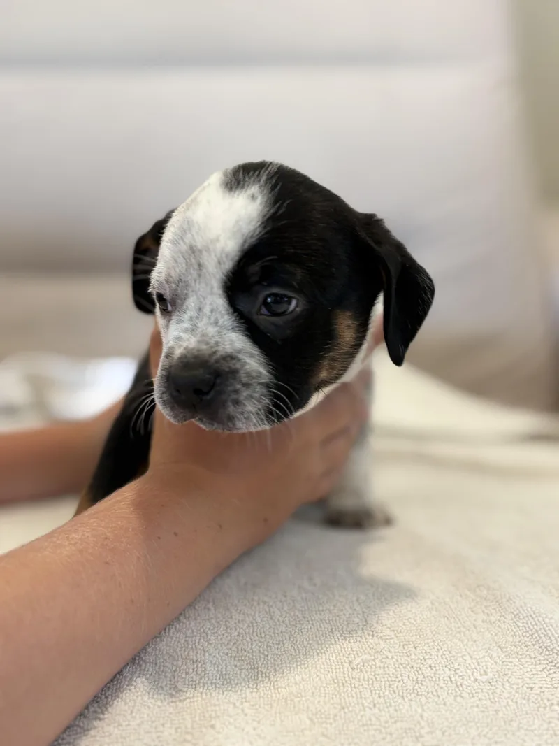 A baby small-sized male Australian Cattle Dog / Blue Heeler dog named Smudge for adoption in Discovery Bay, CA