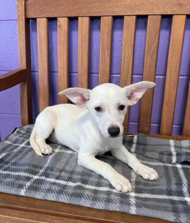 A baby medium-sized female Labrador Retriever dog named Luan for adoption in North Prairie, WI