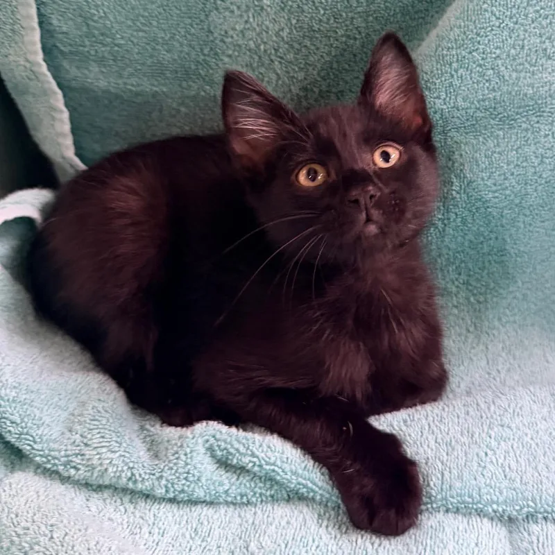 A baby small-sized male Black Domestic Short Hair cat named Raspberry for adoption in Columbus, GA