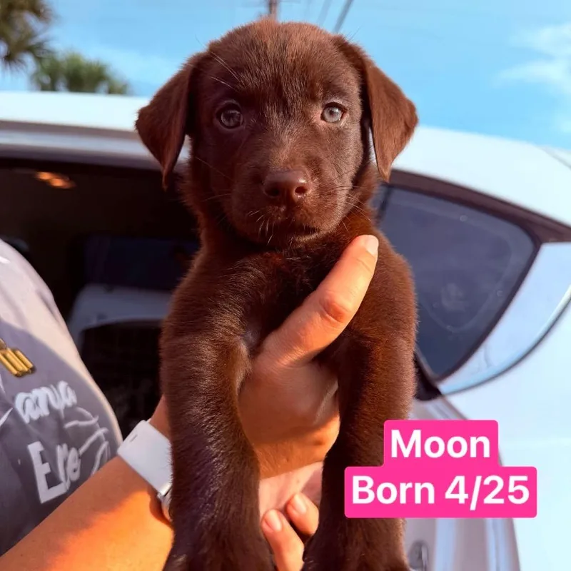 A baby small-sized female Brown / Chocolate Chocolate Labrador Retriever dog named Moon for adoption in Tampa, FL