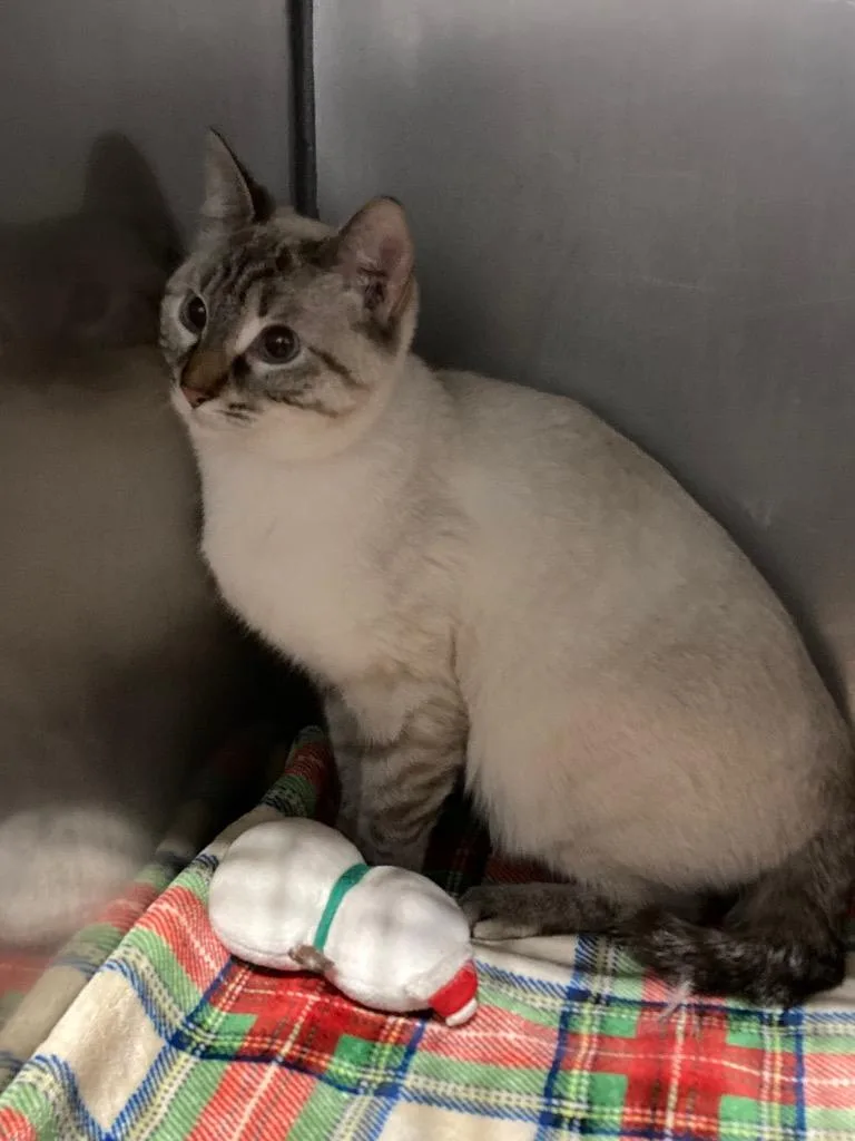 A young medium-sized female Domestic Short Hair cat named Hanta for adoption in Pierceton, IN