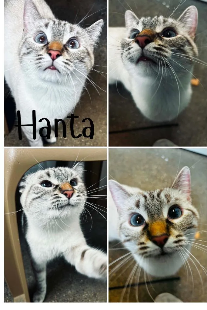 Hanta thumbnail 2