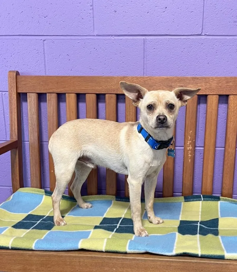 A young small-sized male Chihuahua dog named Jabarkus for adoption in North Prairie, WI