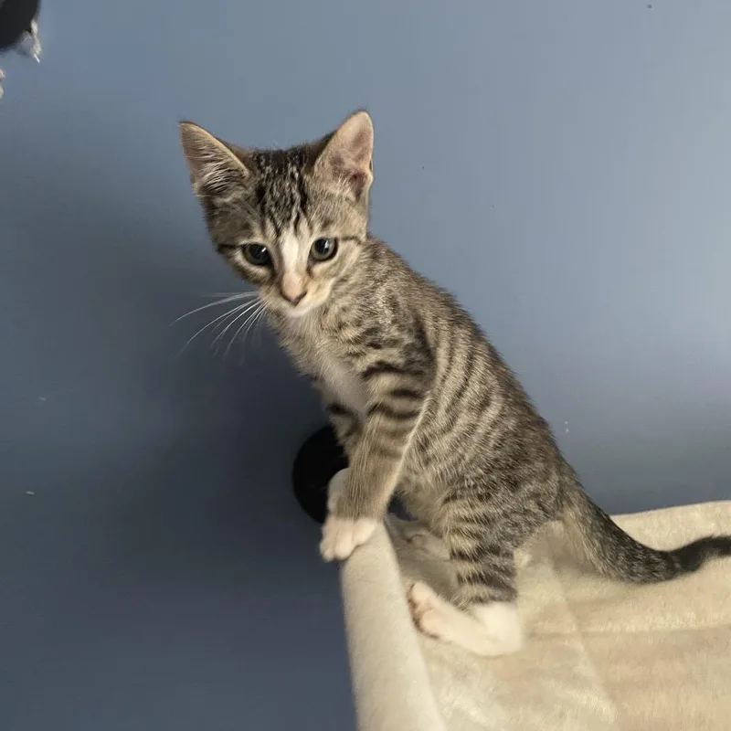 A baby small-sized male Brown / Chocolate Domestic Short Hair cat named Iron Myke for adoption in Fredericksburg, VA