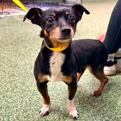 A young small-sized male Chihuahua dog named Franky for adoption in Elk Grove Village, IL