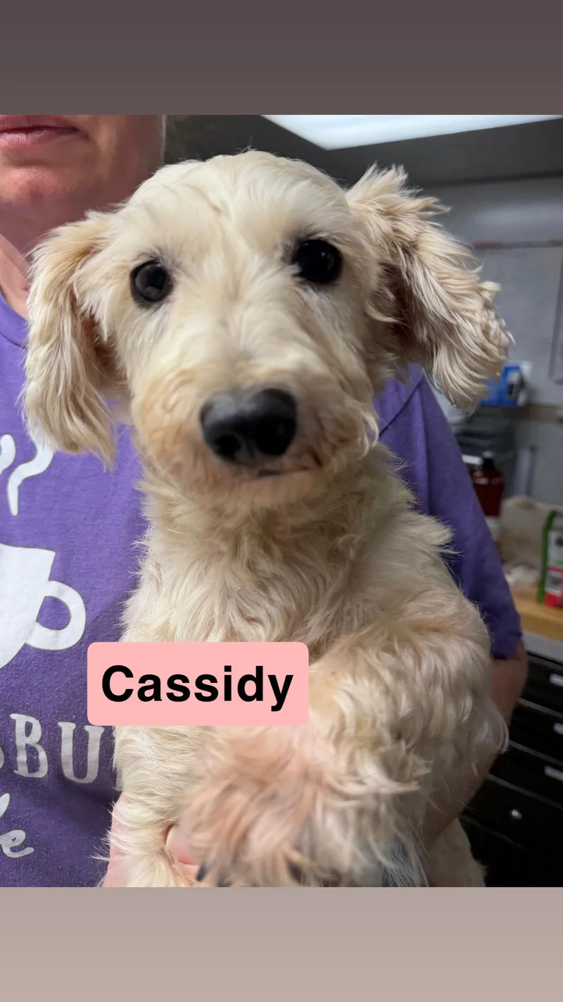 Cassidy