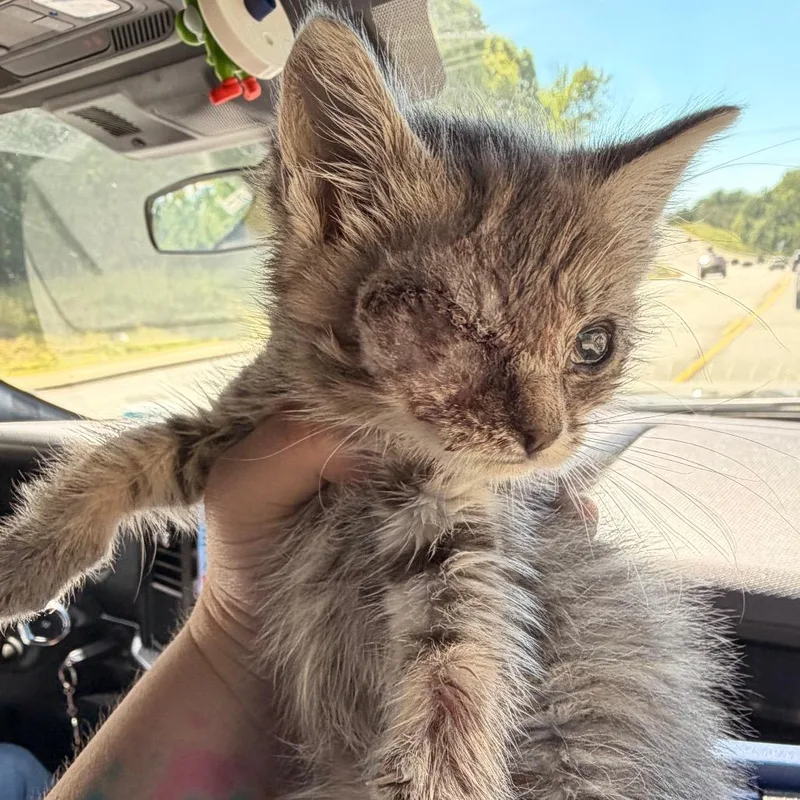 A baby small-sized female Gray / Blue / Silver Domestic Short Hair cat named Molly for adoption in Inman, SC