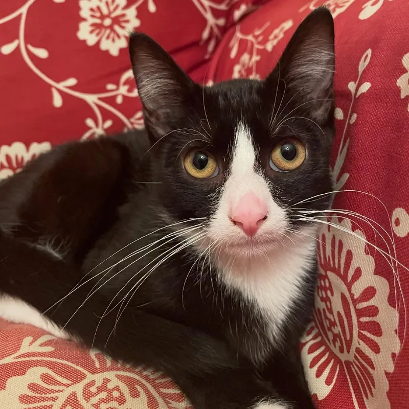 A baby small-sized male Black Domestic Short Hair cat named Everett for adoption in Granby, MO