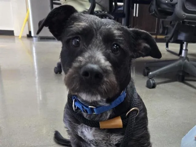 Cooper