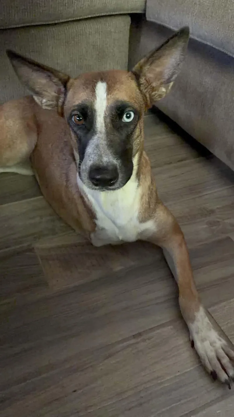 An adult medium-sized female Golden German Shepherd Dog dog named Kangaroo for adoption in Barkhamsted, CT