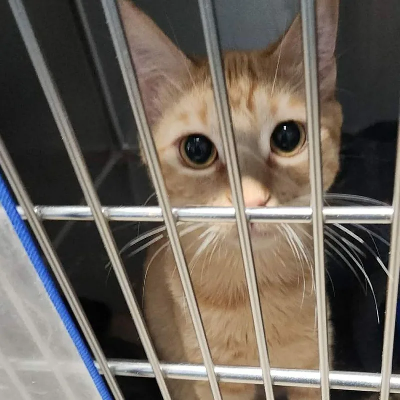 An adult medium-sized male Orange / Red Domestic Short Hair cat named Peppermint for adoption in Kingman, AZ
