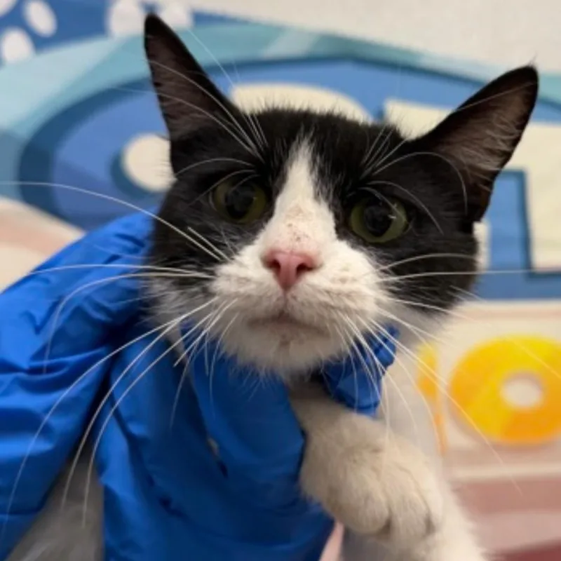 A young small-sized female Black Domestic Short Hair cat named Rachel for adoption in Midland, TX