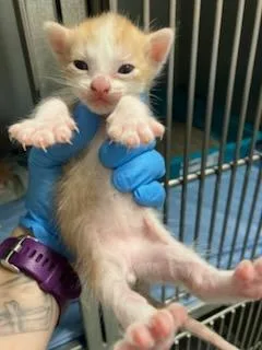 A baby small-sized male Domestic Short Hair cat named Yarrow for adoption in Mustang, OK