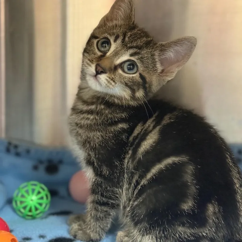 A baby small-sized male Domestic Short Hair cat named Pepsi for adoption in Bedford, NH