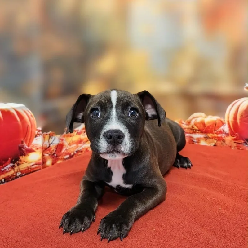 A baby medium-sized female Black Pit Bull Terrier dog named Deena for adoption in Griswold, CT