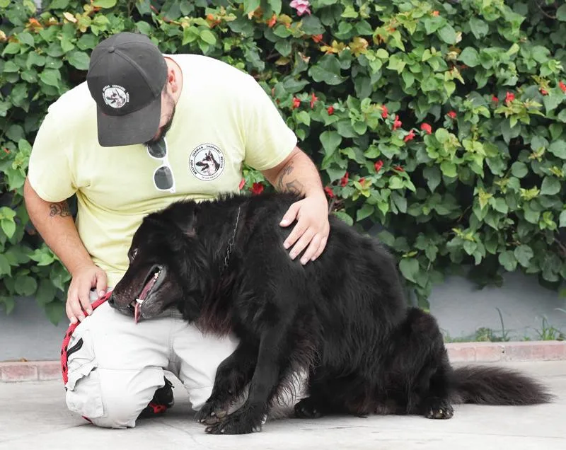 A young large-sized male Black German Shepherd Dog dog named Shadow von Stavern for adoption in Los Angeles, CA