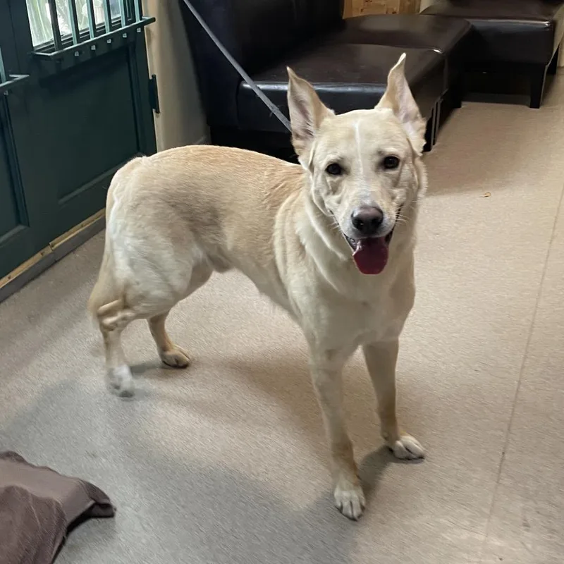 An adult large-sized male Yellow / Tan / Blond / Fawn Husky dog named Spartacus for adoption in Pasadena, CA