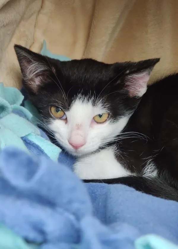 A baby small-sized female Domestic Short Hair cat named Hyacinth for adoption in Skillman, NJ