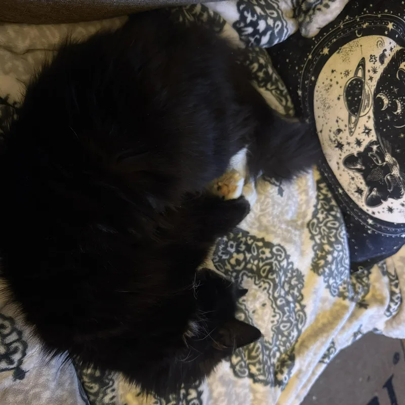 Isabelle thumbnail 2