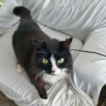 Isabelle thumbnail 3