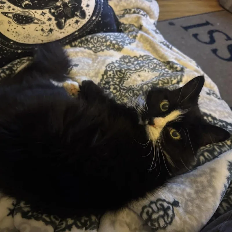 Isabelle thumbnail 4