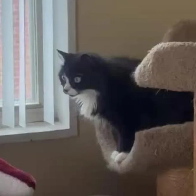 Isabelle thumbnail 6