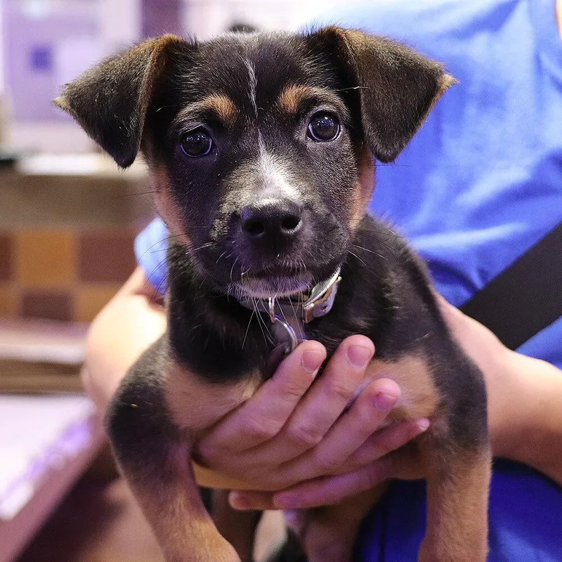 A baby small-sized male Mixed Breed dog named Brook for adoption in Port Washington, NY