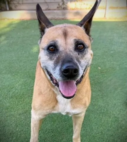 An adult large-sized female Mixed Breed dog named Honey for adoption in Los Angeles, CA