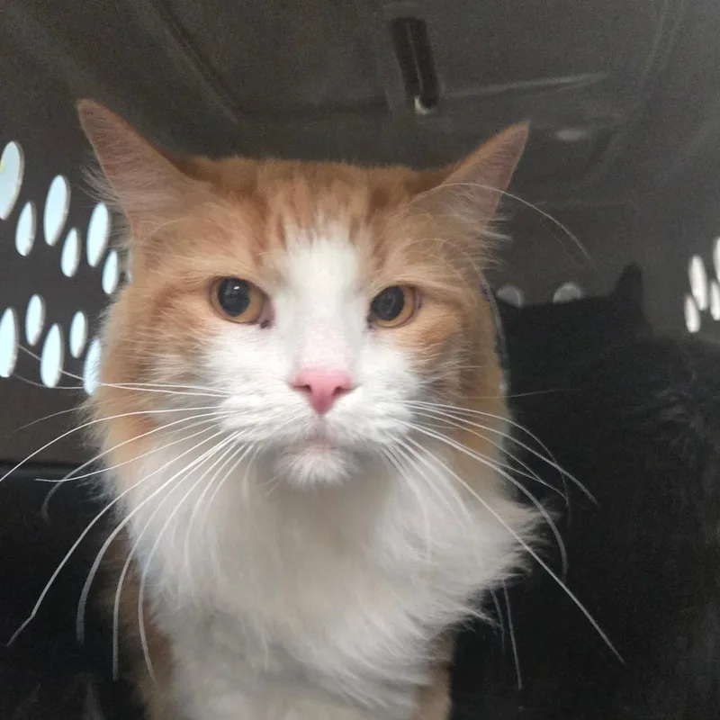 A senior large-sized male Orange / Red Domestic Long Hair cat named Frederiko for adoption in San Jacinto, CA