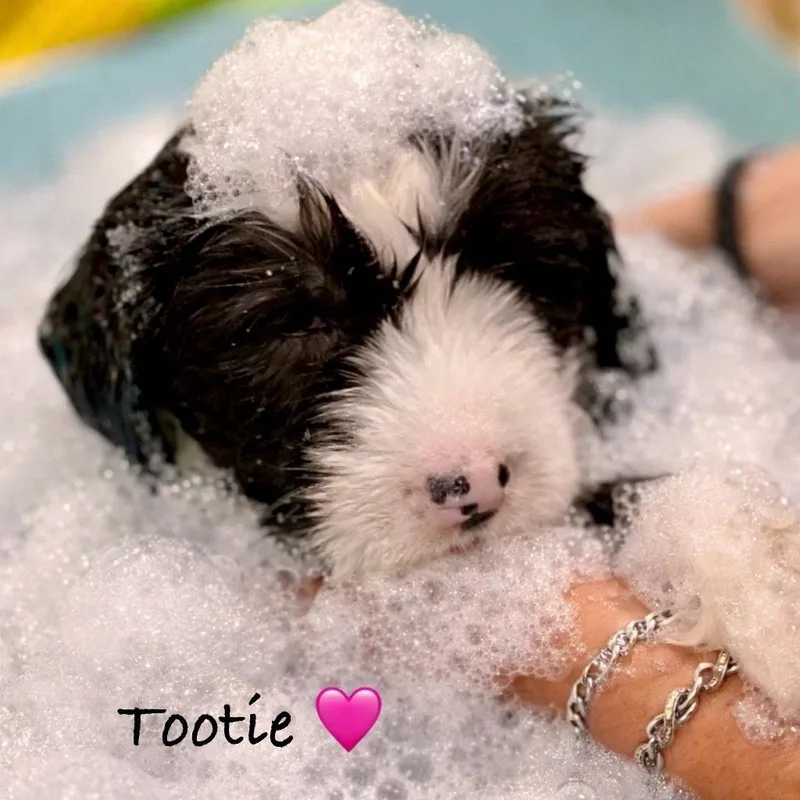 A baby small-sized female Black Terrier dog named Tootie for adoption in Oceanside, NY
