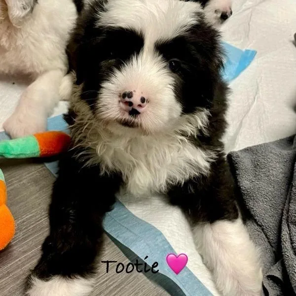 Tootie thumbnail 2