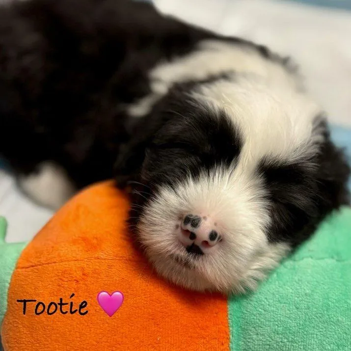 Tootie thumbnail 4