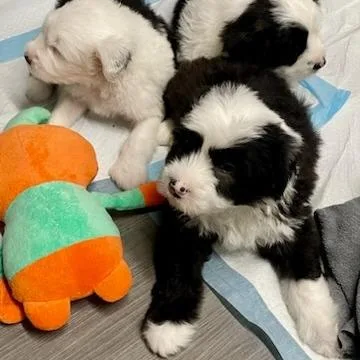 Tootie thumbnail 5