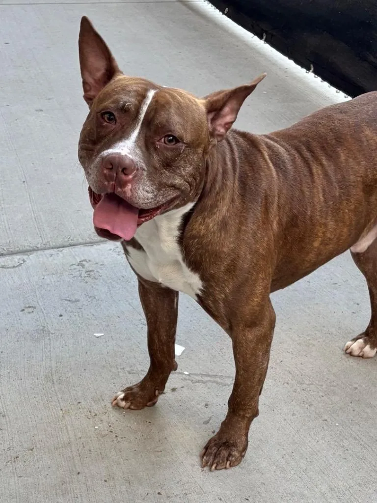 Dan Campbell thumbnail 2