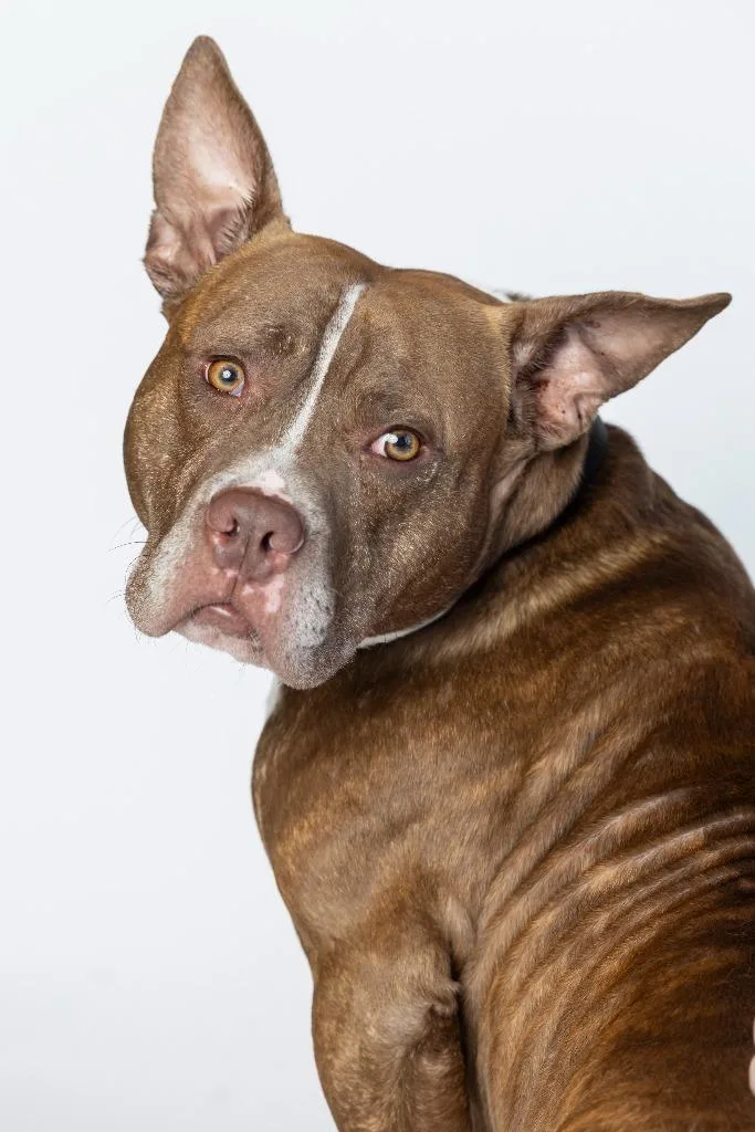 Dan Campbell thumbnail 3