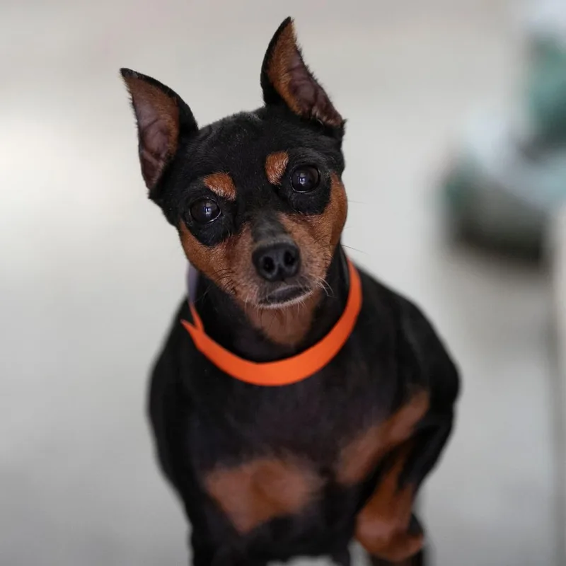 An adult small-sized female Black Miniature Pinscher dog named Genni for adoption in Peyton, CO