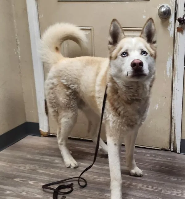 An adult large-sized male Siberian Husky dog named Rey for adoption in Oceanside, CA