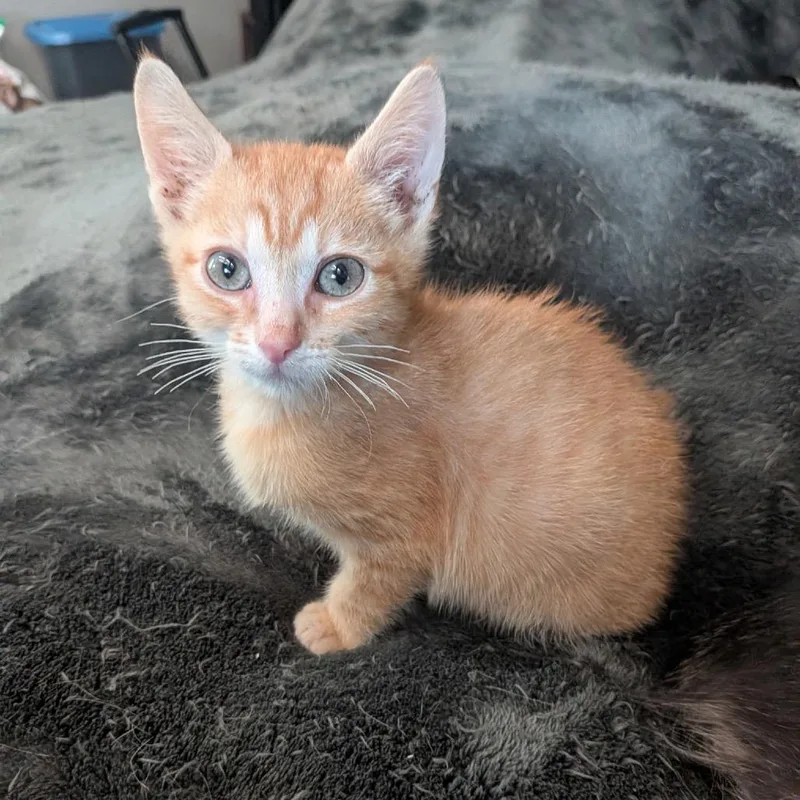 A baby small-sized male Orange / Red Domestic Short Hair cat named Julius for adoption in Port Richey, FL