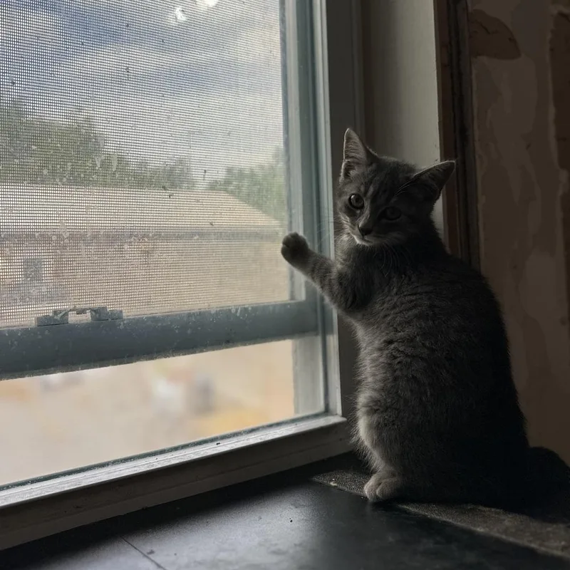 A baby medium-sized female Domestic Short Hair cat named Zinnia for adoption in China Township, MI
