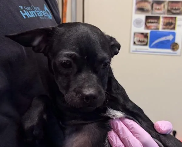 A baby small-sized female Chihuahua dog named Trident for adoption in El Cajon, CA