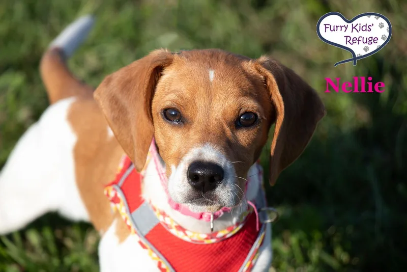 A baby small-sized female Beagle dog named Nellie for adoption in Lee's Summit, MO