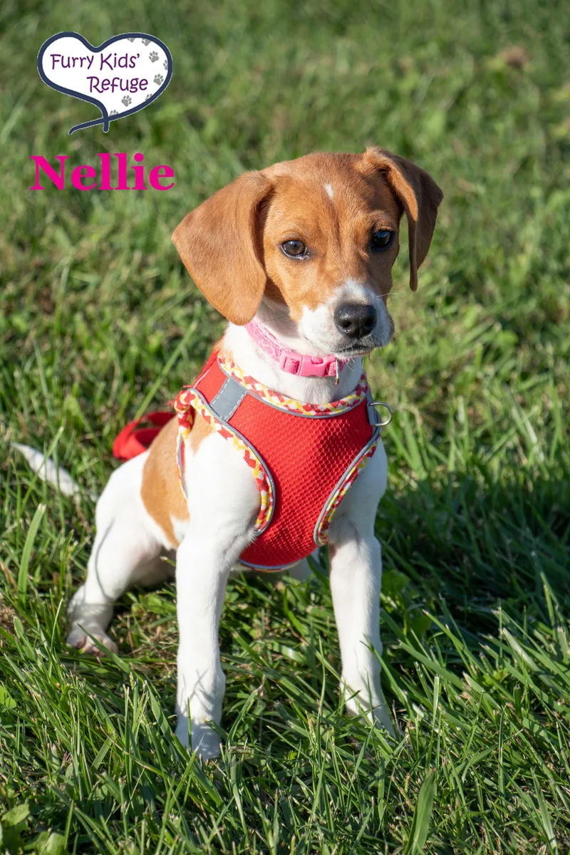 Nellie thumbnail 2