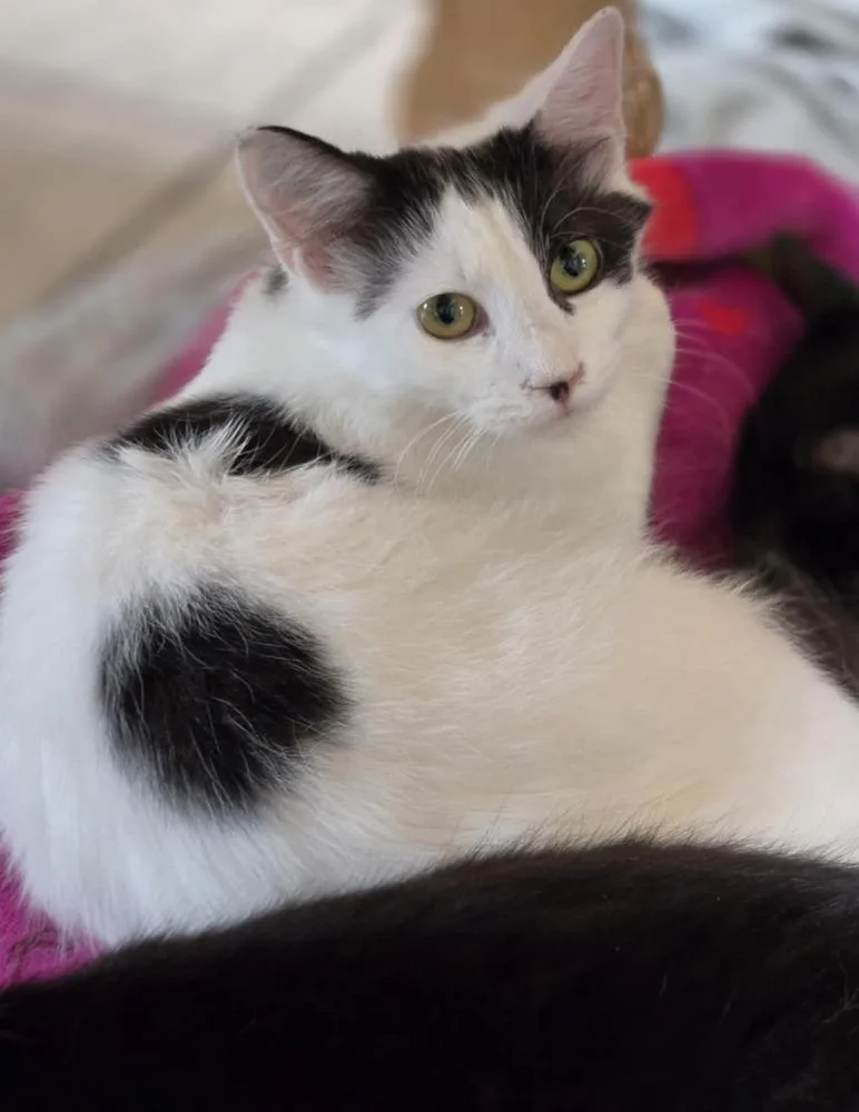 An adult medium-sized female Domestic Medium Hair cat named Sabrina for adoption in Salinas, CA