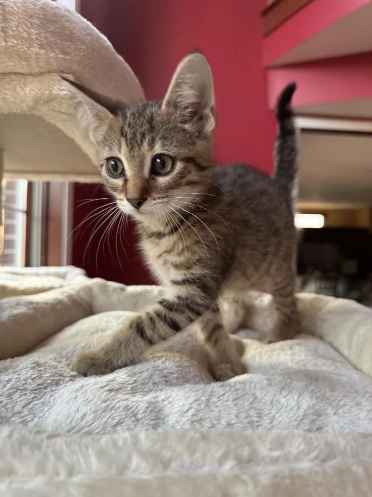 A baby medium-sized male Tabby (Brown / Chocolate) Domestic Short Hair cat named Anchovy for adoption in Clinton Township, MI