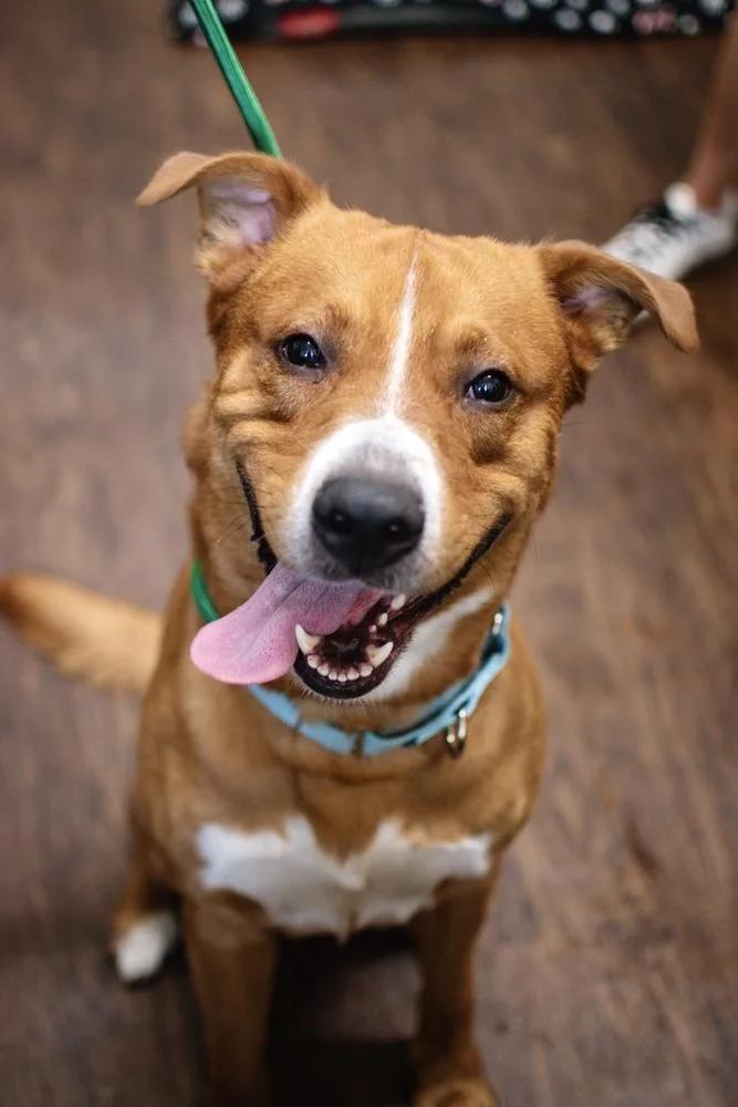 An adult large-sized male Golden Retriever dog named Big Red for adoption in Frankfort, NY